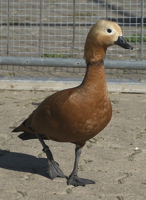 动力