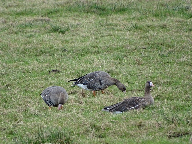 美网》走出伤痛阴霾 莎芭莲卡首度夺冠.